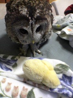 夢ひよこ再び フクロウ飼ってます