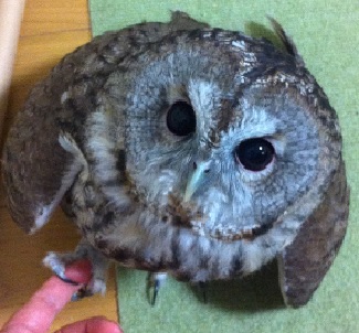 本当のことを言わないペットショップ フクロウ飼ってます