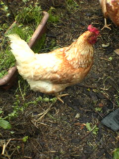 chick20091008 (7).jpg