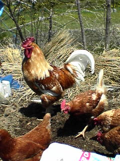 chick20100501 (2).jpg