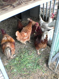 chick20100525 (2).jpg