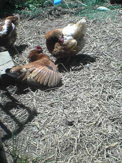 chick20100528 (2).jpg