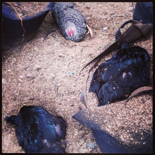 chick20130821.jpg