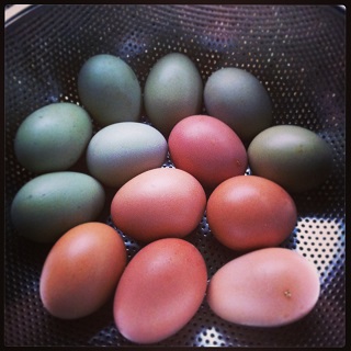eggs20130821.jpg