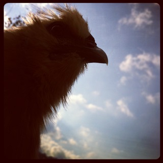 redsilkie20131106.jpg