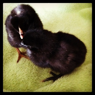 blackchick.jpg
