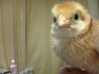 chick20080428 (14).jpg