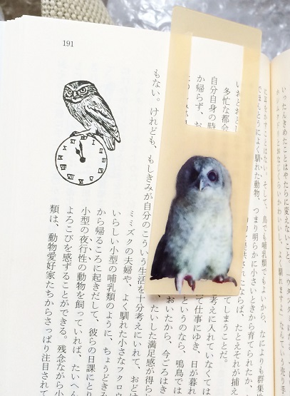 bookmarkpop.jpg