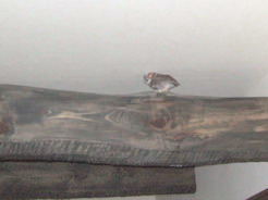 chibita20061217(6).jpg
