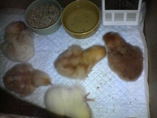 chick20080424 (2).jpg