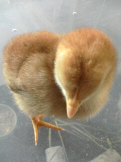 chick20080428 (6).jpg