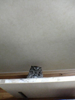 chitta20091219 .jpg