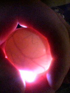 egg20080408 (3).jpg