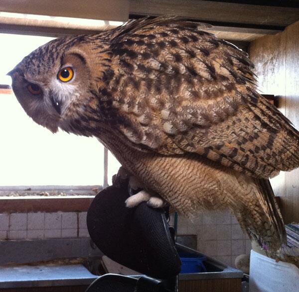 eurasianeagleowl1.jpg