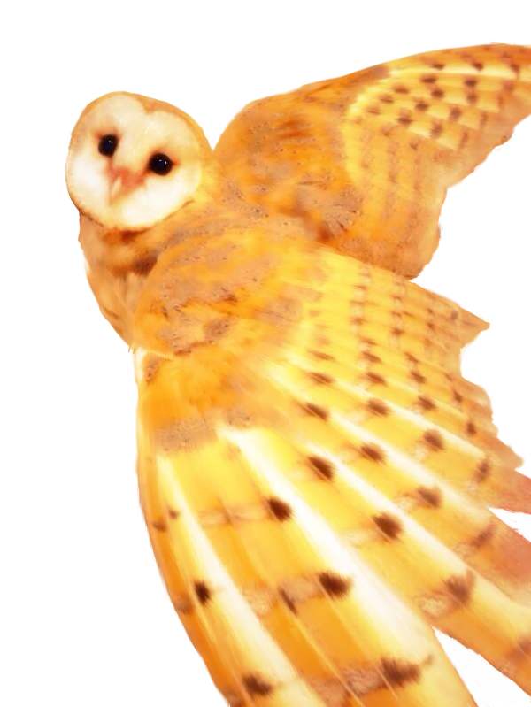ho3_bak.jpg