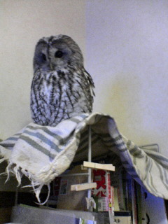 javazou20091214.jpg