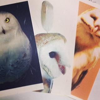 owlpostcard.jpg