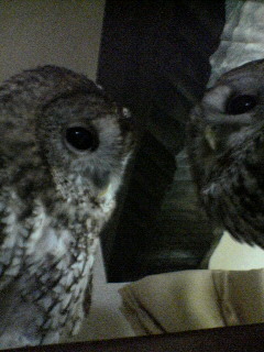 tawny20071211 (7).jpg